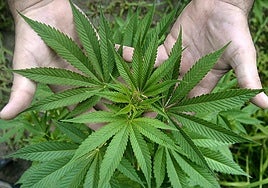 Una persona muestra hojas de marihuana.