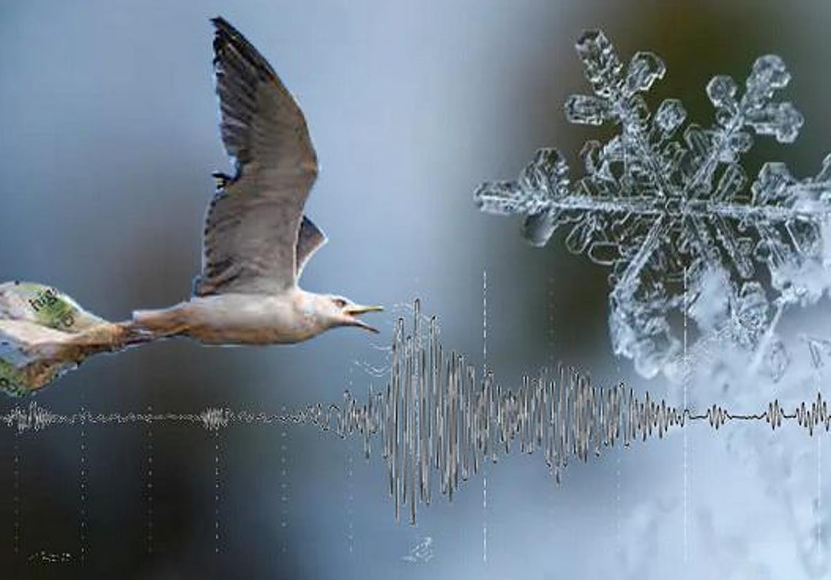 Tsunamis, gaviotas y frío polar