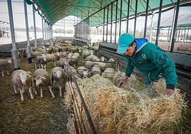 Un profesional con los corderos en el criadero de Cebacor de Baza, en una imagen de archivo.