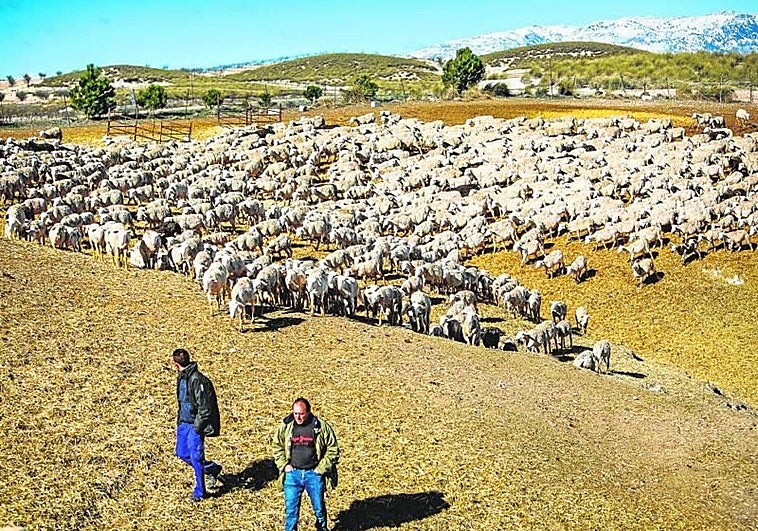 Época de vacas flacas para la ganadería tradicional
