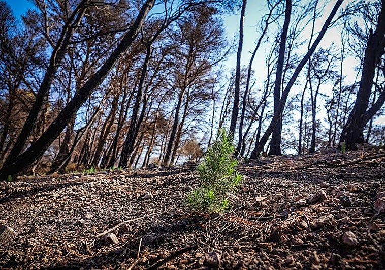 La recuperación de Los Guájares, próximo objetivo del proyecto