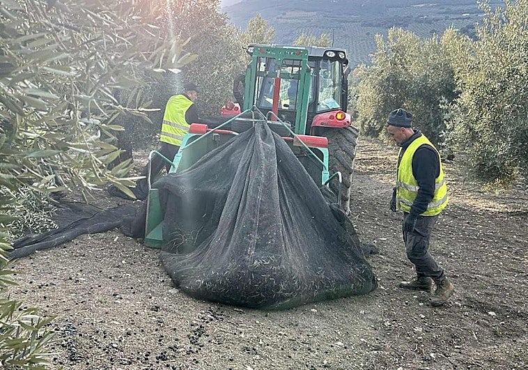 «En Montefrío tenemos menos problemas para recoger la aceituna gracias a los marroquíes y rumanos»