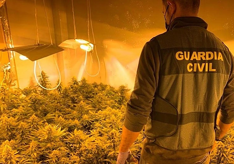 10 días de la Guardia Civil en Pinos Puente: 6.900 plantas de maría en 14 invernaderos, cuatro armas y 173 enganches ilegales a la luz