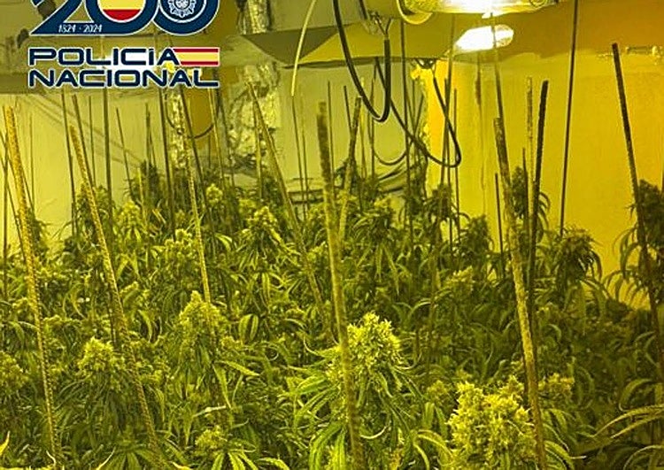 Una redada en cuatro casas de Granada para descubrir 1.000 plantas de maría y detener a un conocido narco