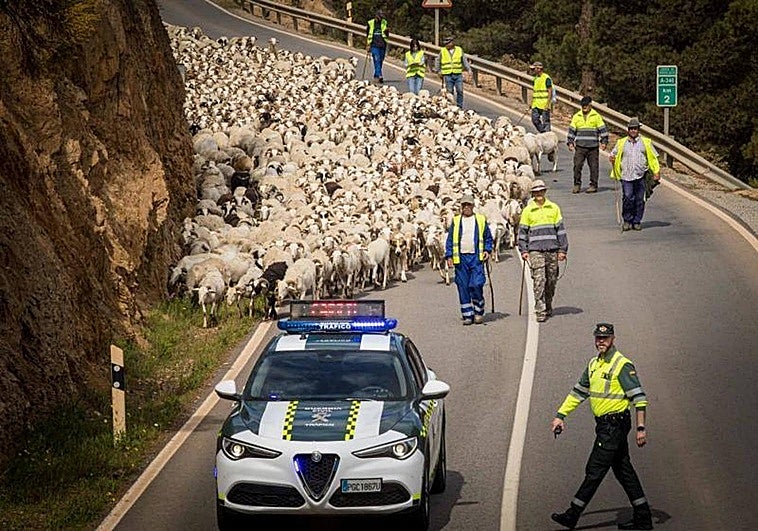 El trashumante de La Alpujarra iniciará este lunes su caminata hacia la Costa con sus 1.100 ovejas