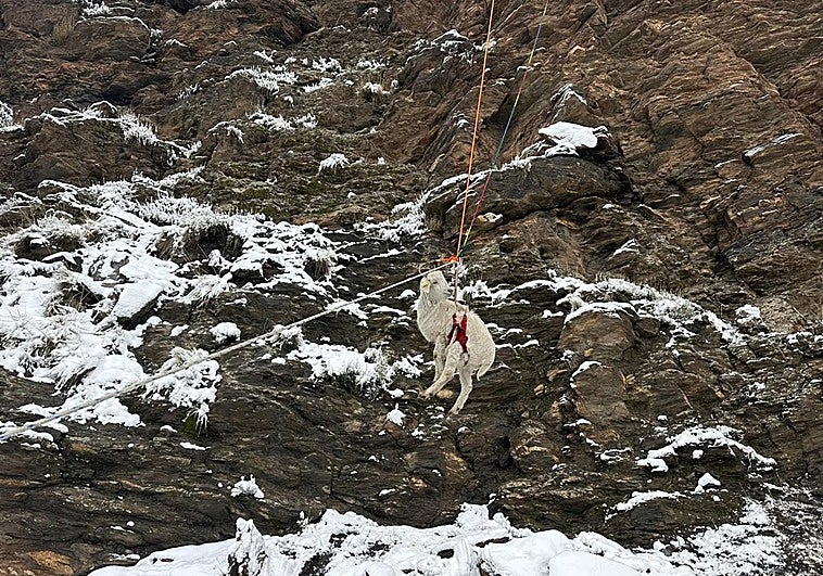 Dos voluntarios salvan a dos cabras atrapadas durante una semana en un tajo en Lanteira