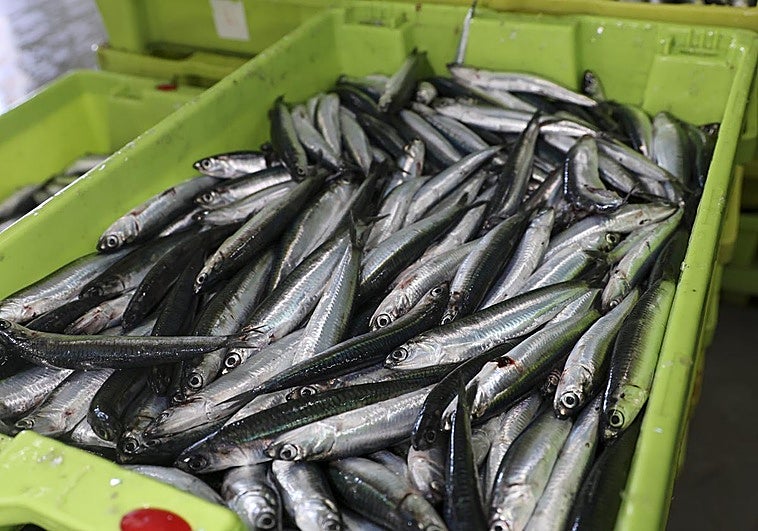 Alerta de Sanidad: han detectado anisakis en un pescado azul vendido en España