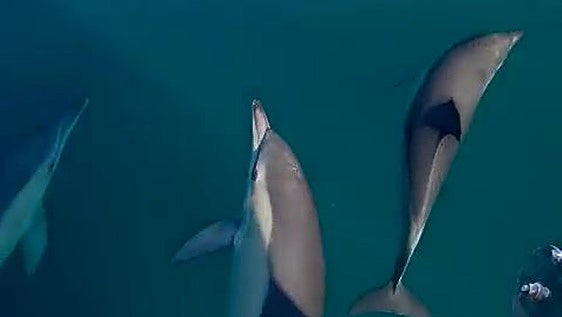 Un grupo de delfines disfrutan de la Costa granadina en Almuñécar
