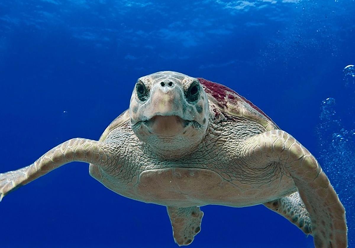 na tortuga boba ha intentado anidar en la noche del pasado domingo en la playa de Cotobro de Almuñécar