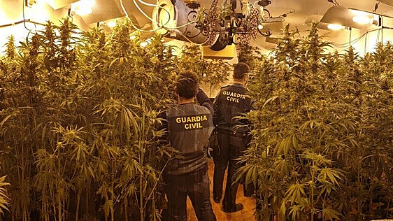 Los operativos contra el tráfico de drogas en Jaén logran la incautación de 317,5 kilos de marihuana