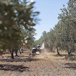 Un tractor en un olivar en una imagen de archivo.