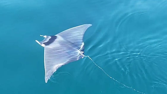 El vídeo que muestra la visita en los últimos meses de tortugas, mantas, ballenas o peces espada a la Costa de Granada