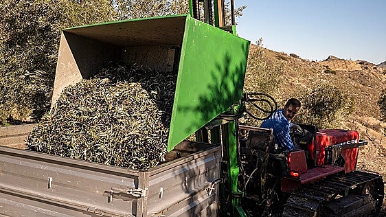 Jaén ya ha vendido más aceite del que produjo en la campaña, con precios «que no cumplen la Ley de la Cadena»