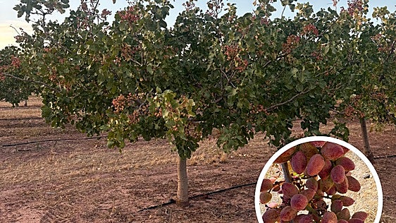 El 'boom' del pistacho en Jaén da sus frutos con la previsión una campaña récord