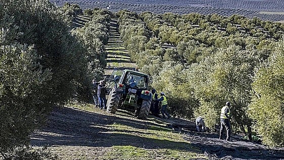 El campo jienense teme lo peor para la campaña de aceituna: gasóleo más caro y menos rentabilidad