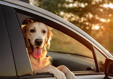 D&oacute;nde viajar con perros en Espa&ntilde;a: Mejores destinos