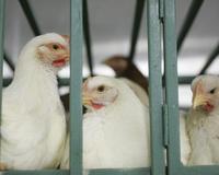 Fallece en Egipto una cuarta persona afectada por el virus de la gripe aviar