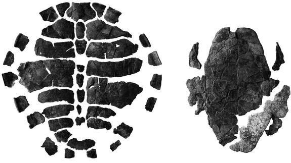 Caparazón dorsal y ventral de la nueva tortuga.