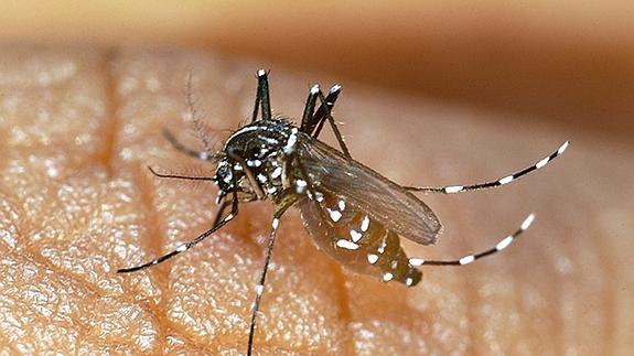 Mosquito transmisor del chikungunya.