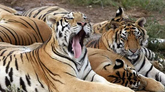 Varios tigres descansan en una reserva natural de Guilin, en China.