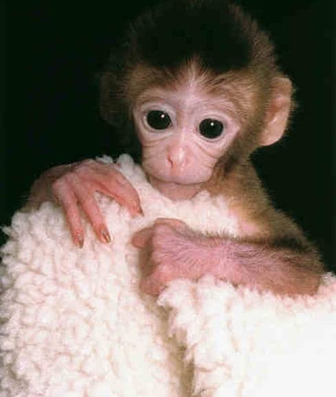 El primer mono clonado conocido como Tetra.