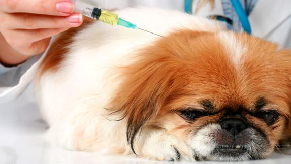 El Congreso acuerda rebajar el IVA de los servicios veterinarios del 21 al 10%
