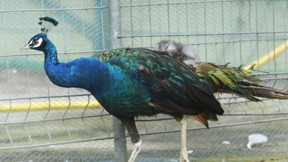 Pavo con gripe aviar