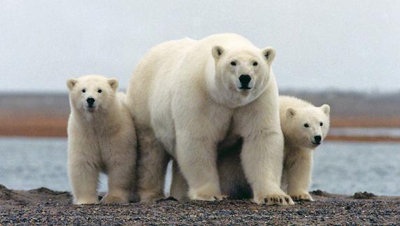 Un oso polar con sus crías en el parque nacional del Ártico, en Alaska. 