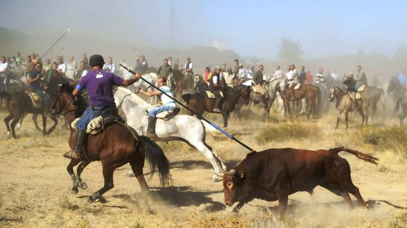 Hombre a caballo lancea a un astado durante el festival del 'Toro de la Vega', durante las fiestas de Tordesillas en 2013. 