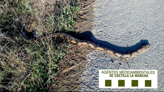 Encuentran una boa constrictor en una carretera de Toledo