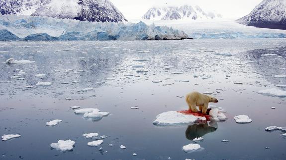 Oso polar sobre un casquete de hielo en el lago de Svalbard (Noruega).