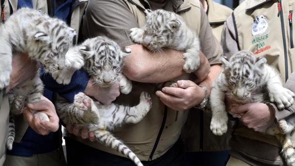 Un zoológico de Austria presenta cuatrillizos de tigres blancos