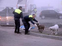 La Policía requisa cinco ‘pitbull’ en Almanjáyar en una operación especial contra las peleas de perros