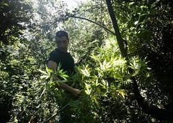 Entre zarzas, ocultas en un barranco y con riego por goteo encontraron un centenar de plantas en el paraje de Beneficio. ::                             JAVIER MARTÍN