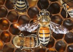 España es el principal exportador europeo de miel gracias a sus casi dos millones y medio de colmenas. :: DAN BALILTY/AP