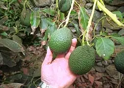 La campaña del aguacate en Granada se cierra con una producción de más de 23.000 toneladas