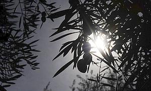 Asaja prevé que se reduzca la cosecha olivar entre 65 y 70% por el calor