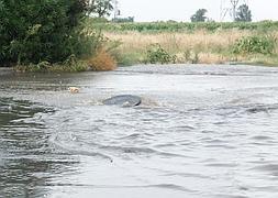 La presión del agua ha provocado la elevación de una alcantarilla en Cúllar Vega :: J. M. BALDOMERO