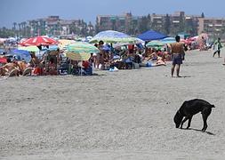 Un perro suelto por la playa. /M. BÉJAR
