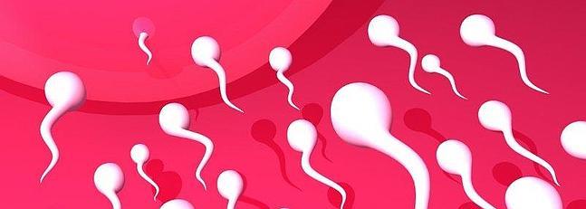 Un esperma inteligente que sabe ahora cuándo fecundar a la hembra