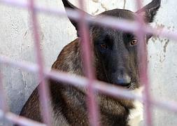 Un perro muy similar al de la imagen, se encuentra retenido en Iznalloz.