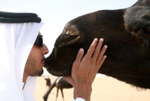 AMOR. Un beduino besa a su camello en el hocico, durante los festejos. / REUTERS