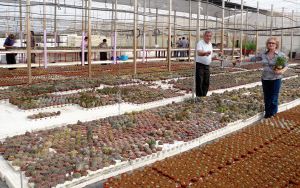 'KEDADA'. Los aficionados a estas plantas tuvieron mucho donde elegir. / A. F. V.