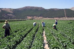 TEMPOREROS. Los inmigrantes son los grandes protagonistas en la campaña de recolecta del tomate cherry en Zafarraya. / J. E. C.