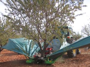 PRODUCTORES. La mayor parte de los agricultores sólo llevan el 20% de la producción a las Opfhs debido al bajo precio al que se las pagan. /IDEAL