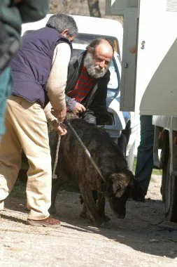 El condenado ayuda a meter a uno de los perros en un coche. /IDEAL