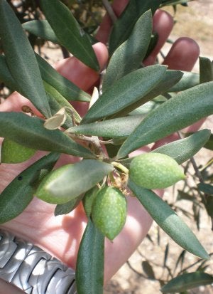 Aceitunas en el árbol.
:: IDEAL