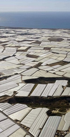 Una hectárea de regadío en El Ejido ronda los 150.000 euros. :: IDEAL