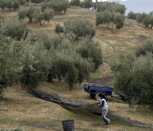 El mundo del olivar no se rinde, ante la situación tan precaria. :: IDEAL