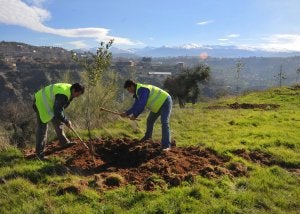 Plantación. Trabajadores plantan árboles en los terrenos situados junto al espacio sellado del viejo vertedero, con El Fargue y Sierra Nevada al fondo.